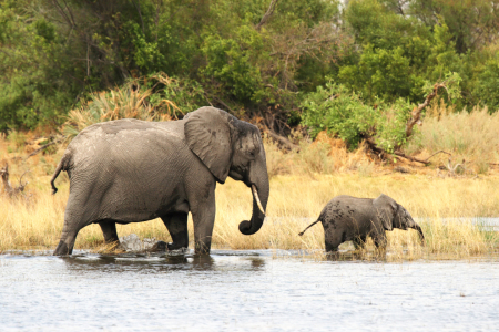 Bild-Nr: 11954753 Elefanten im Okavango Delta Erstellt von: DirkR