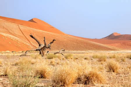 Bild-Nr: 11957066 Dünen in der Namib Erstellt von: DirkR