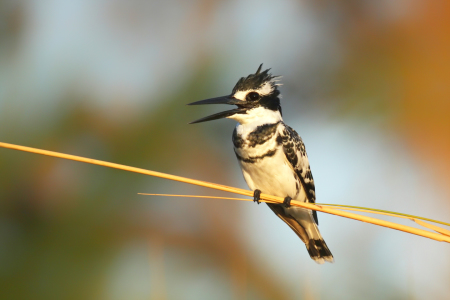 Bild-Nr: 11957071 Graufischer im Okavango Delta Erstellt von: DirkR