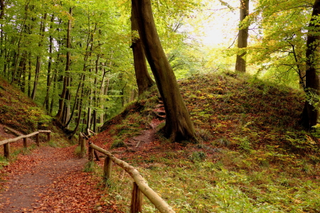 Bild-Nr: 11957491 Im Herbstwald Erstellt von: Ostseestrand