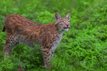 Bild-Nr: 11958425 Luchs Erstellt von: Uwe Jahn