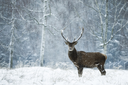 Bild-Nr: 11958505 Stiller Moment im wilden Schneetreiben Erstellt von: Daniela Beyer