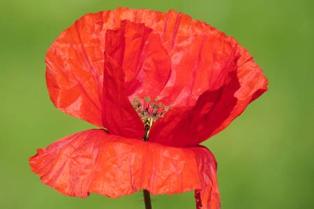Bild-Nr: 11959056 Mohnblüte Erstellt von: Ostfriese