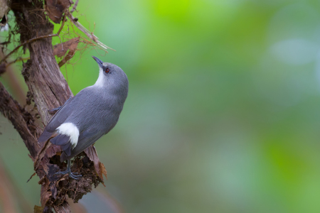 Bild-Nr: 11959653 Mauritius-Graubrillenvogel Erstellt von: DirkR