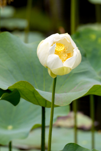 Bild-Nr: 11960542 Indische Lotosblume Erstellt von: DirkR