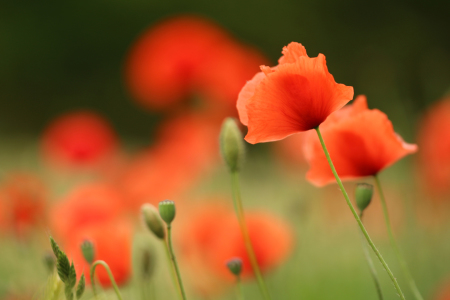 Bild-Nr: 11961045 Mohn Erstellt von: Eileen Kumpf