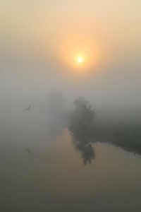 Bild-Nr: 11962795 Vogelflug im Nebel Erstellt von: falconer59