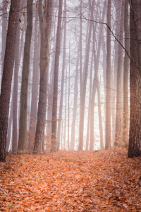 Bild-Nr: 11964723 Waldweg - Natur Meditation der Stille Erstellt von: luxpediation