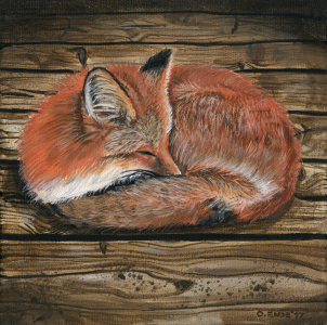 Bild-Nr: 11965482 Fuchs Erstellt von: Oliver Ende