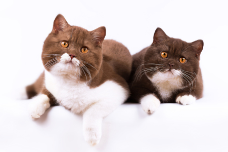Bild-Nr: 11966871 Geschwister - zwei junge Britisch Kurzhaar Katzen Erstellt von: Wabi-Sabi-Katzenfotografie