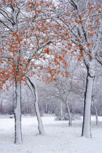 Bild-Nr: 11967146 Schneebäume Erstellt von: Ostfriese