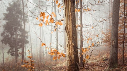 Bild-Nr: 11967280 Wald Impression Erstellt von: luxpediation