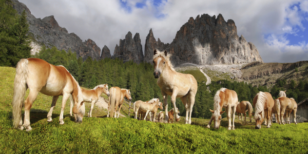 Bild-Nr: 11967312 Haflinger Pferde im Rosengarten Gebirge Erstellt von: Rucker