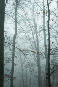 Bild-Nr: 11967415 Natur im Nebel Erstellt von: luxpediation