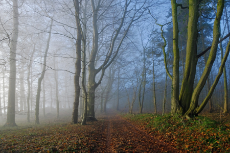 Bild-Nr: 11967791 Ein  zweifarbiger Wald Erstellt von: Ostfriese