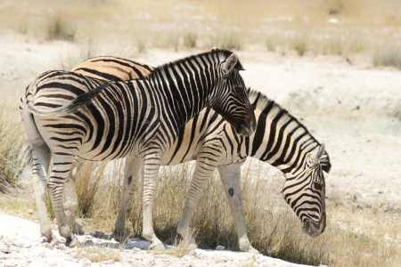 Bild-Nr: 11968022 Steppenzebras Erstellt von: DirkR