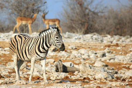 Bild-Nr: 11968028 Steppenzebra im Etosha Nationalpark Erstellt von: DirkR