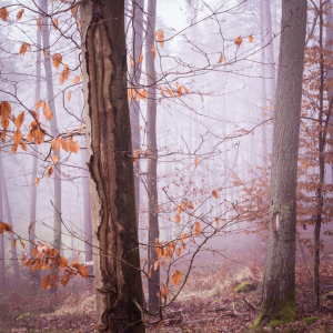 Bild-Nr: 11968353 Blätter im Nebel Erstellt von: luxpediation