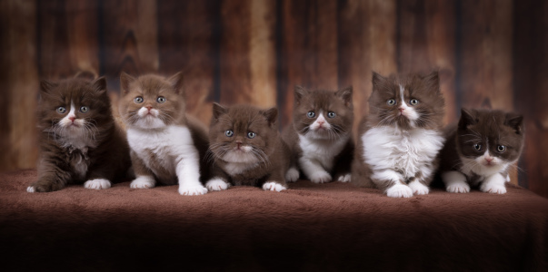 Bild-Nr: 11968468 Zauberhafte Britisch Kurzhaar Katzenkinder  Erstellt von: Wabi-Sabi-Katzenfotografie