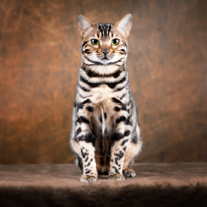 Bild-Nr: 11968469 Portrait einer Bengal Katze Erstellt von: Wabi-Sabi-Katzenfotografie