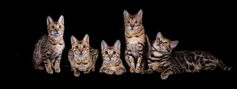 Bild-Nr: 11968470 Fünf Bengal Katzen - Family Portrait Erstellt von: Wabi-Sabi-Katzenfotografie
