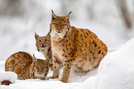 Bild-Nr: 11968920 Luchs-Familie Erstellt von: DirkR