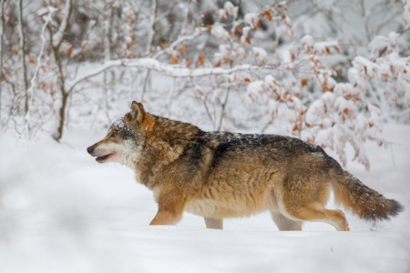 Bild-Nr: 11968923 Wolf im Nationalpark Bayrischer Wald Erstellt von: DirkR