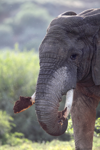 Bild-Nr: 11969109 Elefant in Südafrika Erstellt von: DirkR