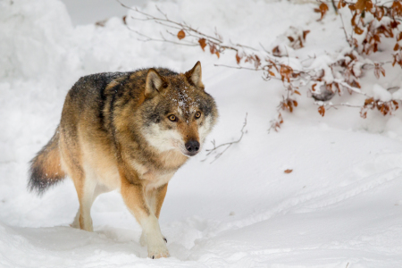 Bild-Nr: 11969250 Wolf im Schnee Erstellt von: DirkR