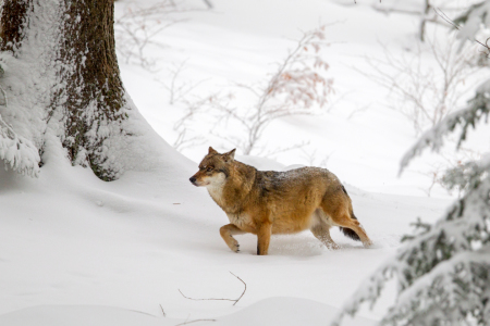 Bild-Nr: 11969569 Wolf im Schnee Erstellt von: DirkR