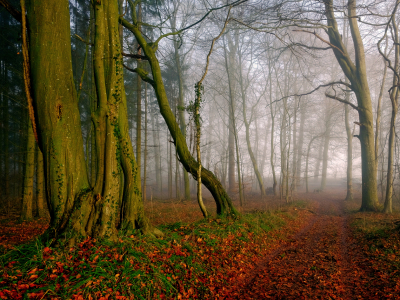 Bild-Nr: 11969915 Geniesse den Herbstwald Erstellt von: Ostfriese