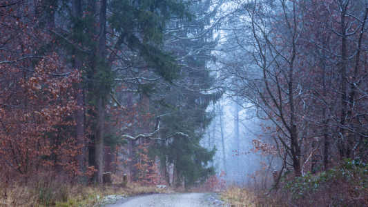 Bild-Nr: 11970005 Wald Weg Erstellt von: luxpediation