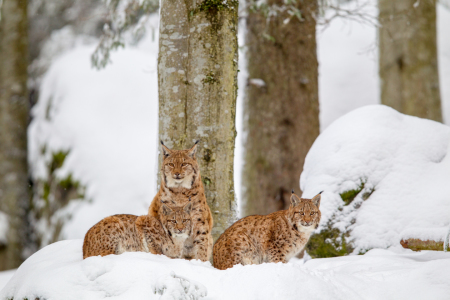 Bild-Nr: 11970053 Luchse im Winter Erstellt von: DirkR