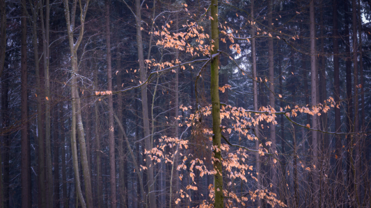 Bild-Nr: 11970237 Blätter im Winterwald Erstellt von: luxpediation