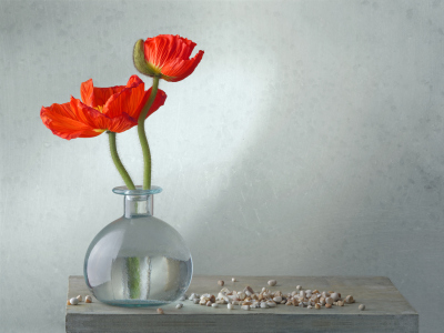 Bild-Nr: 11970820 still life with poppy Mohn Erstellt von: Rolf Eschbach