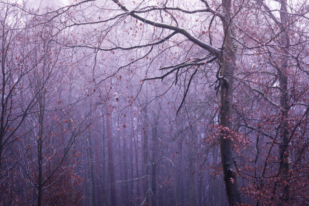 Bild-Nr: 11971018 Frosty Trees - eisblau  Erstellt von: luxpediation