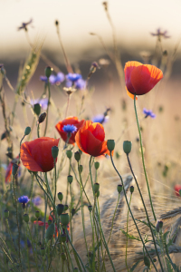 Bild-Nr: 11971091 Mohn und Kornblumen Erstellt von: KundenNr-294234