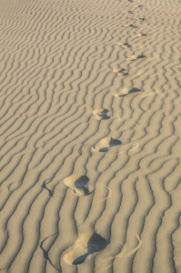 Bild-Nr: 11971125 Spuren im Sand Erstellt von: hombreolm