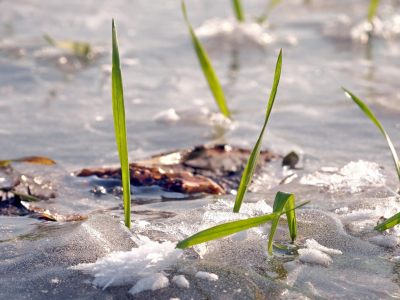 Bild-Nr: 11972052 Überlebenskampf der Wintereinsaat Erstellt von: Ostfriese