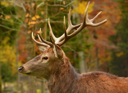 Bild-Nr: 11972173 Hirsch im Herbstwald Erstellt von: GUGIGEI