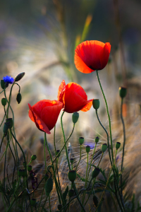 Bild-Nr: 11972610 Mohn und Kornblumen Erstellt von: KundenNr-294234