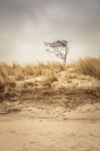 Bild-Nr: 11972822 Strand-Baum am Weststrand im Darß Erstellt von: luxpediation