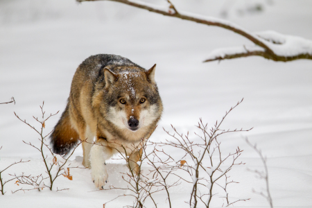Bild-Nr: 11973425 Wolf im Schnee Erstellt von: DirkR