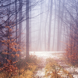Bild-Nr: 11975117 Waldweg im Nebel Erstellt von: luxpediation