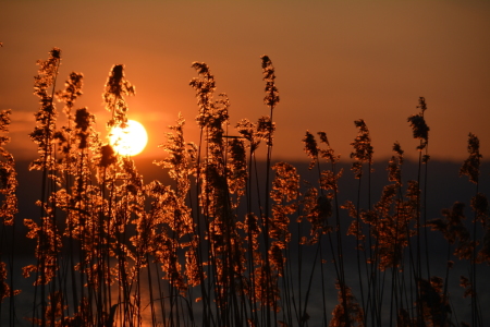 Bild-Nr: 11975168 Abendsonne im Schilf Erstellt von: GUGIGEI