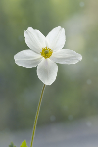 Bild-Nr: 11975858 Weiße Anemone  Erstellt von: Ulrike Adam