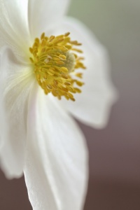 Bild-Nr: 11977440 Detail einer weißen Anemone Erstellt von: Ulrike Adam