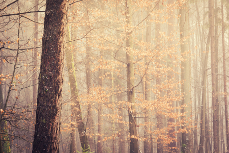 Bild-Nr: 11977494 Morgenlicht im Wald Erstellt von: luxpediation