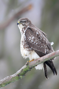 Bild-Nr: 11977593 Bussard im Winter Erstellt von: DirkR