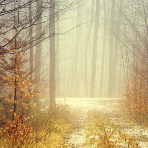 Bild-Nr: 11977598 Nebel - Natur Meditation der Stille Erstellt von: luxpediation